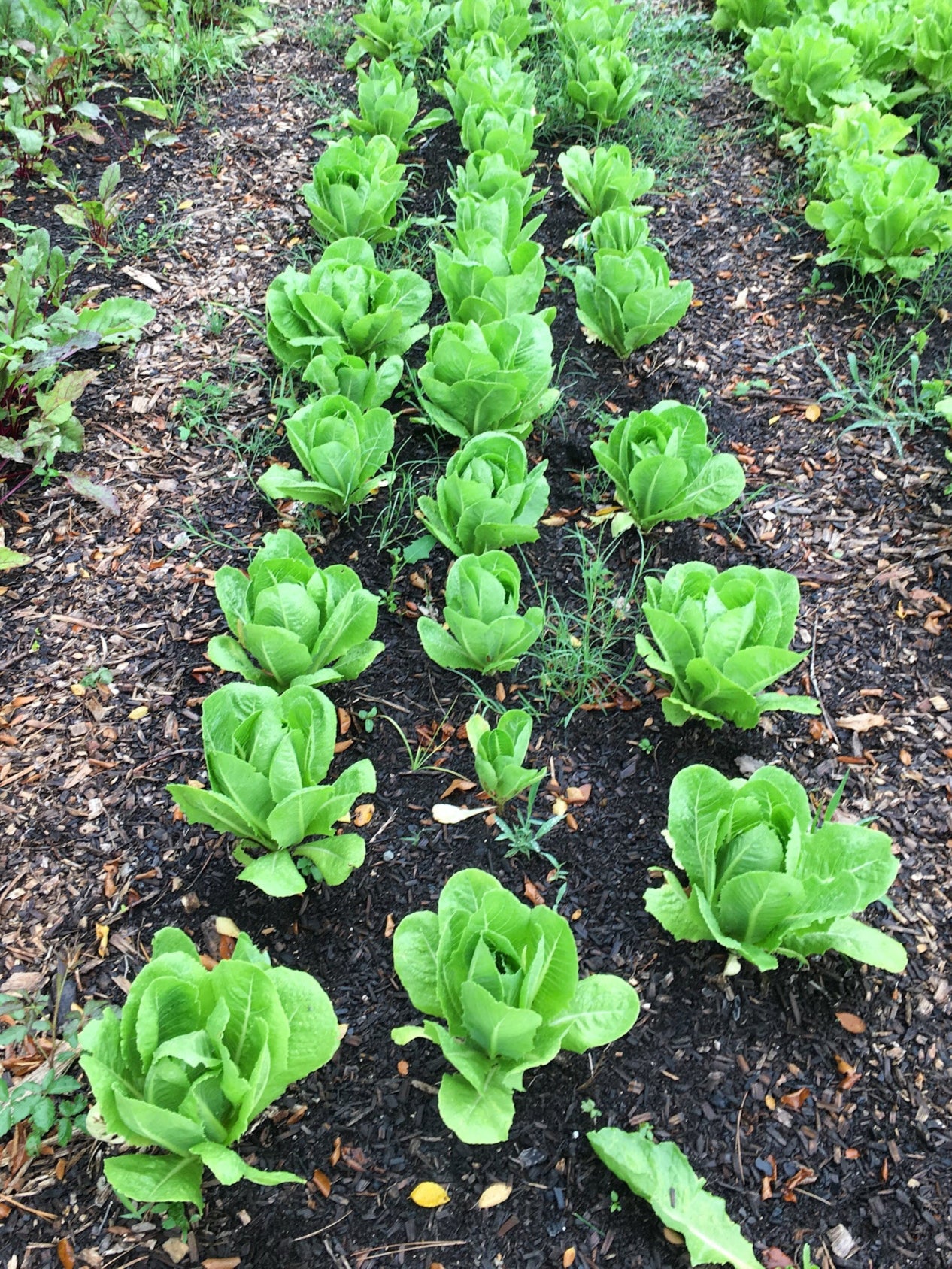 U PICK Lettuce (Little Gem) - ONE HEAD