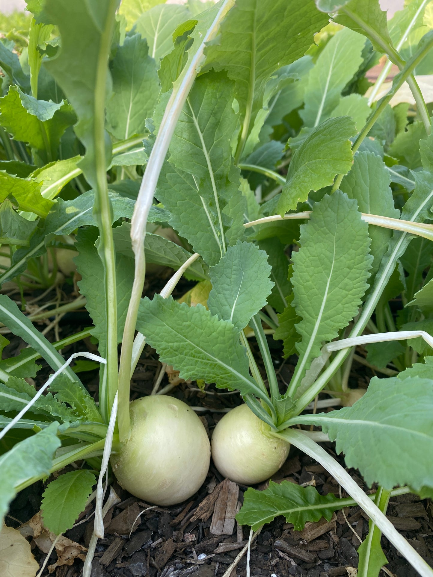 U PICK Salad Turnips (Hakurei) - Bunch= 6 Turnips