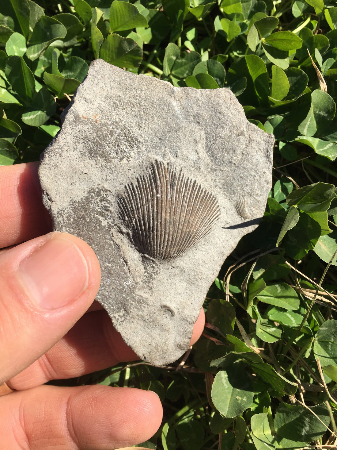 Does Creation Prove the Bible is True?