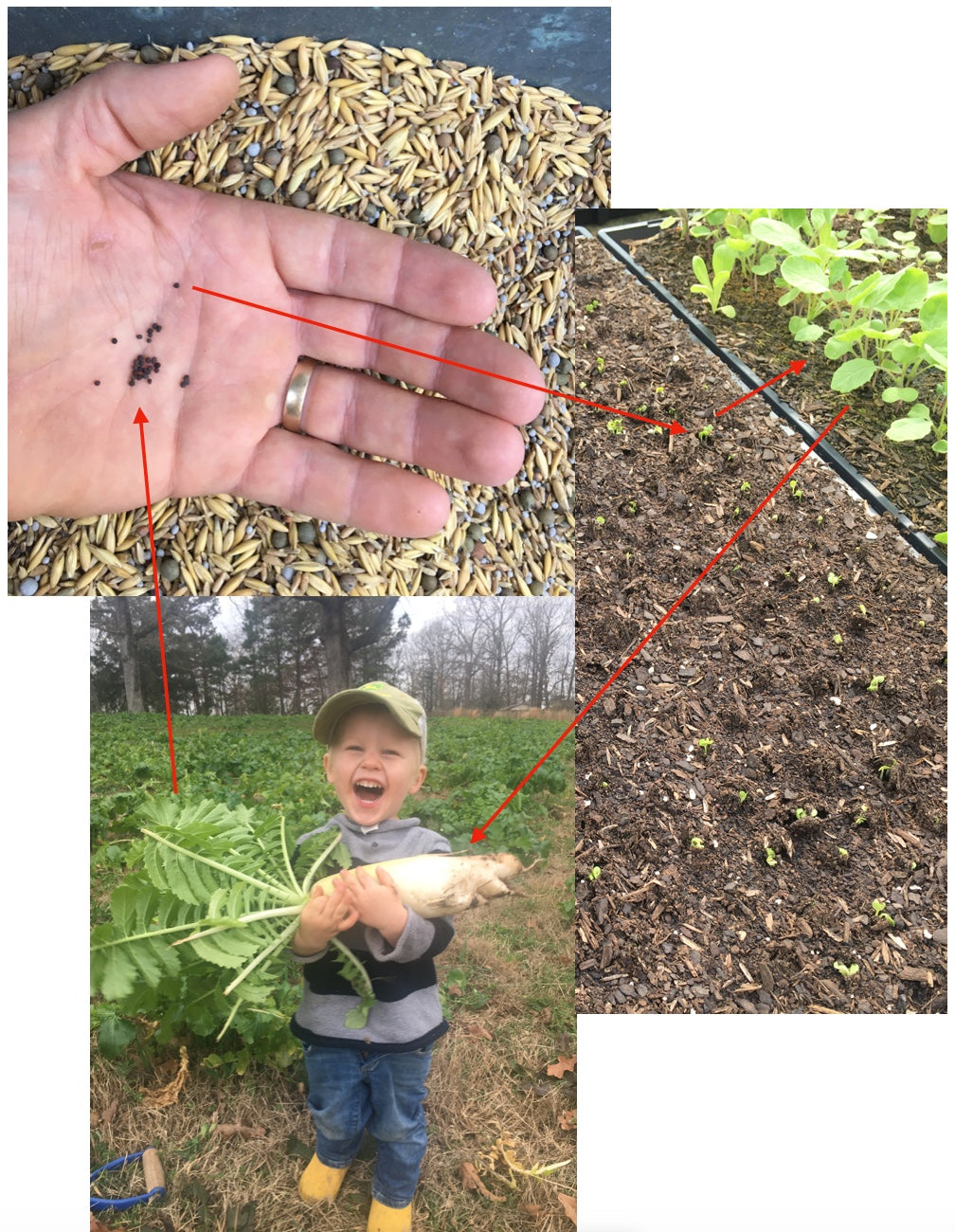 What did that seed say?