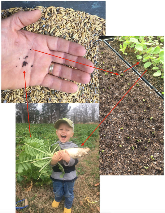 What did that seed say?