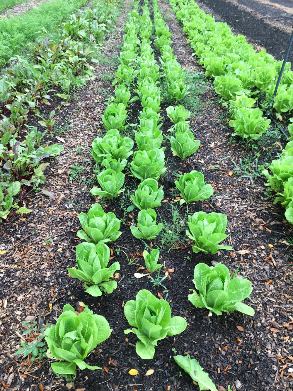 Non GMO, Organic Soil Amendments, Glyphosate-Free, No Poisons