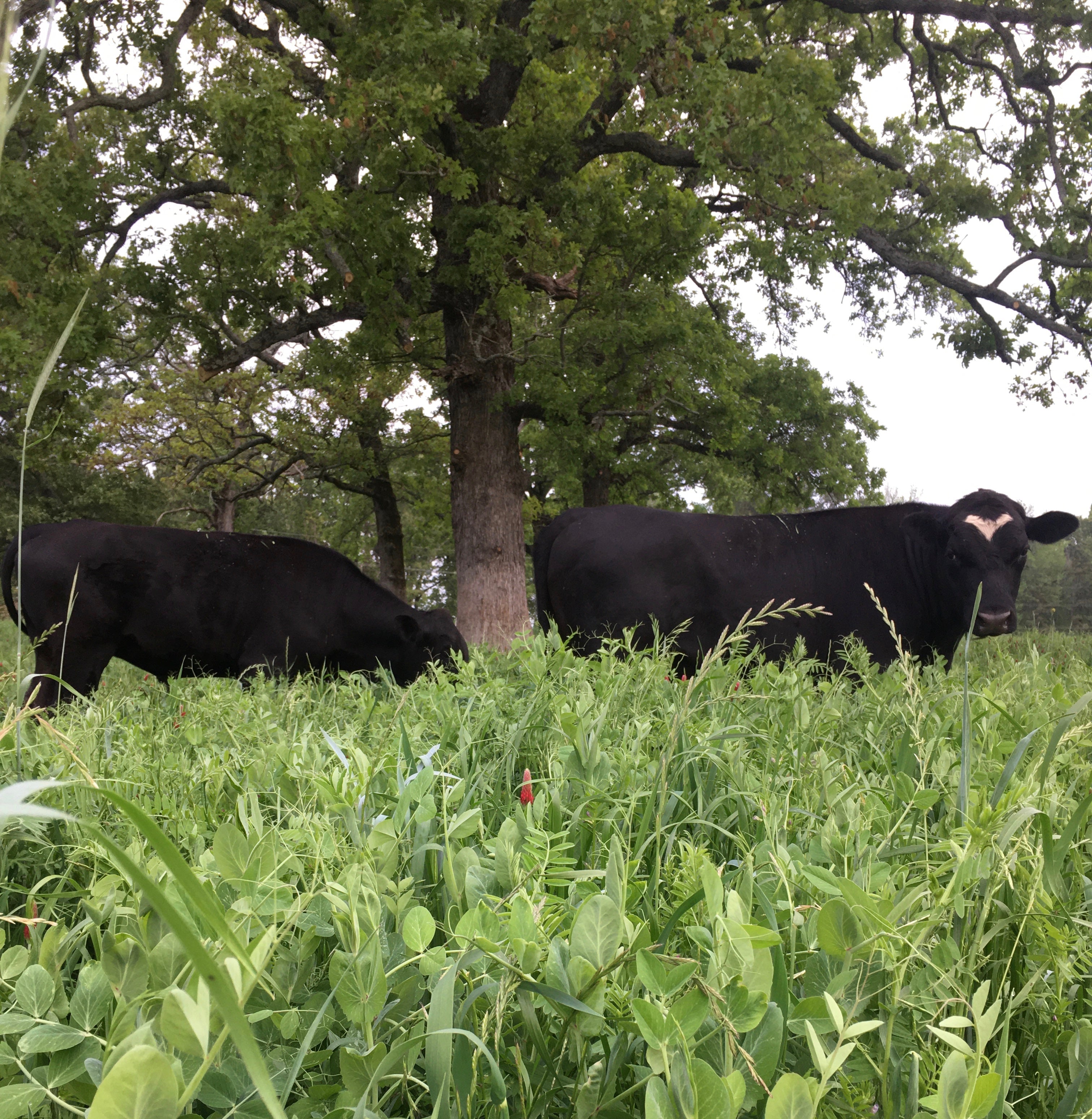 No Soy, No Corn, No Antibiotics, No Added Hormones