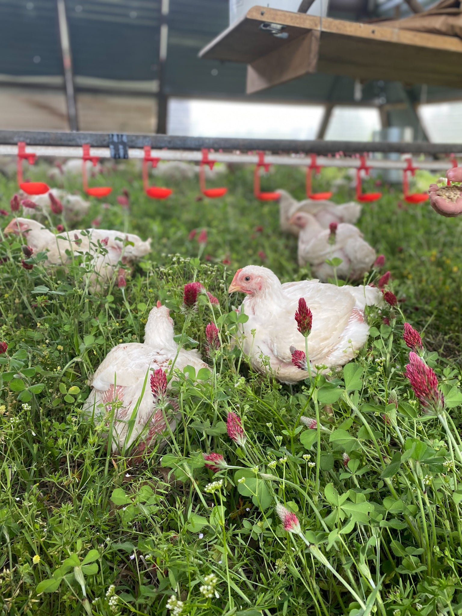 No Soy, No Corn, Non GMO, No Antibiotics, No Added Hormones