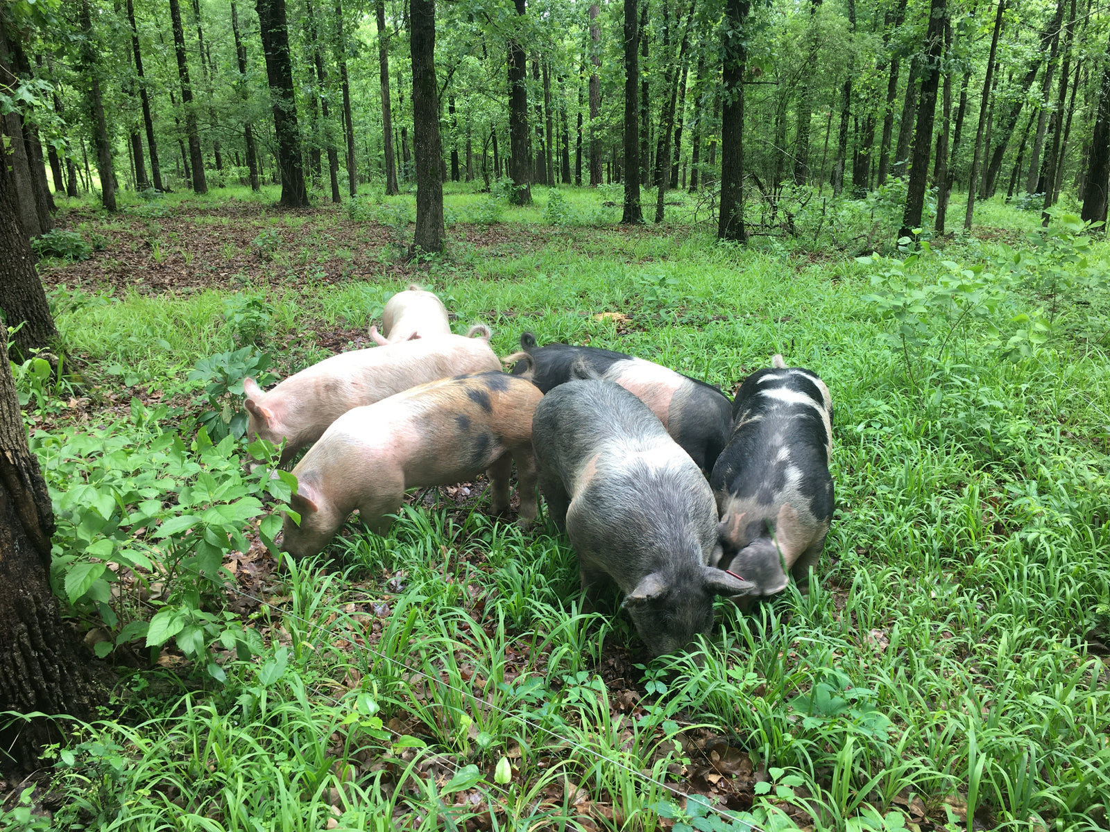 Pickenpaugh Family Farm photo 4