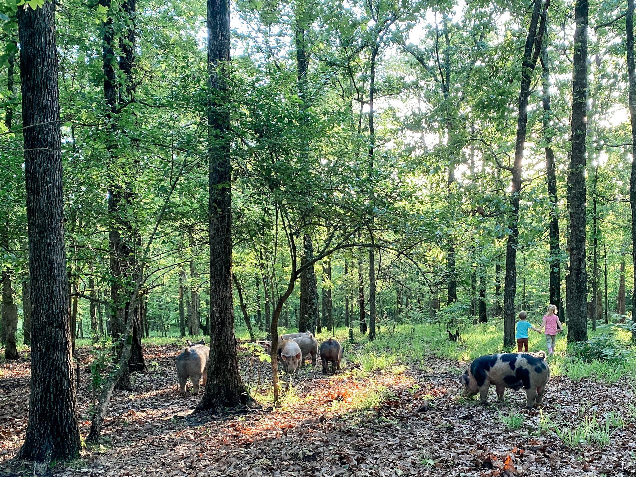 No Soy, No Corn, Non GMO, No Antibiotics