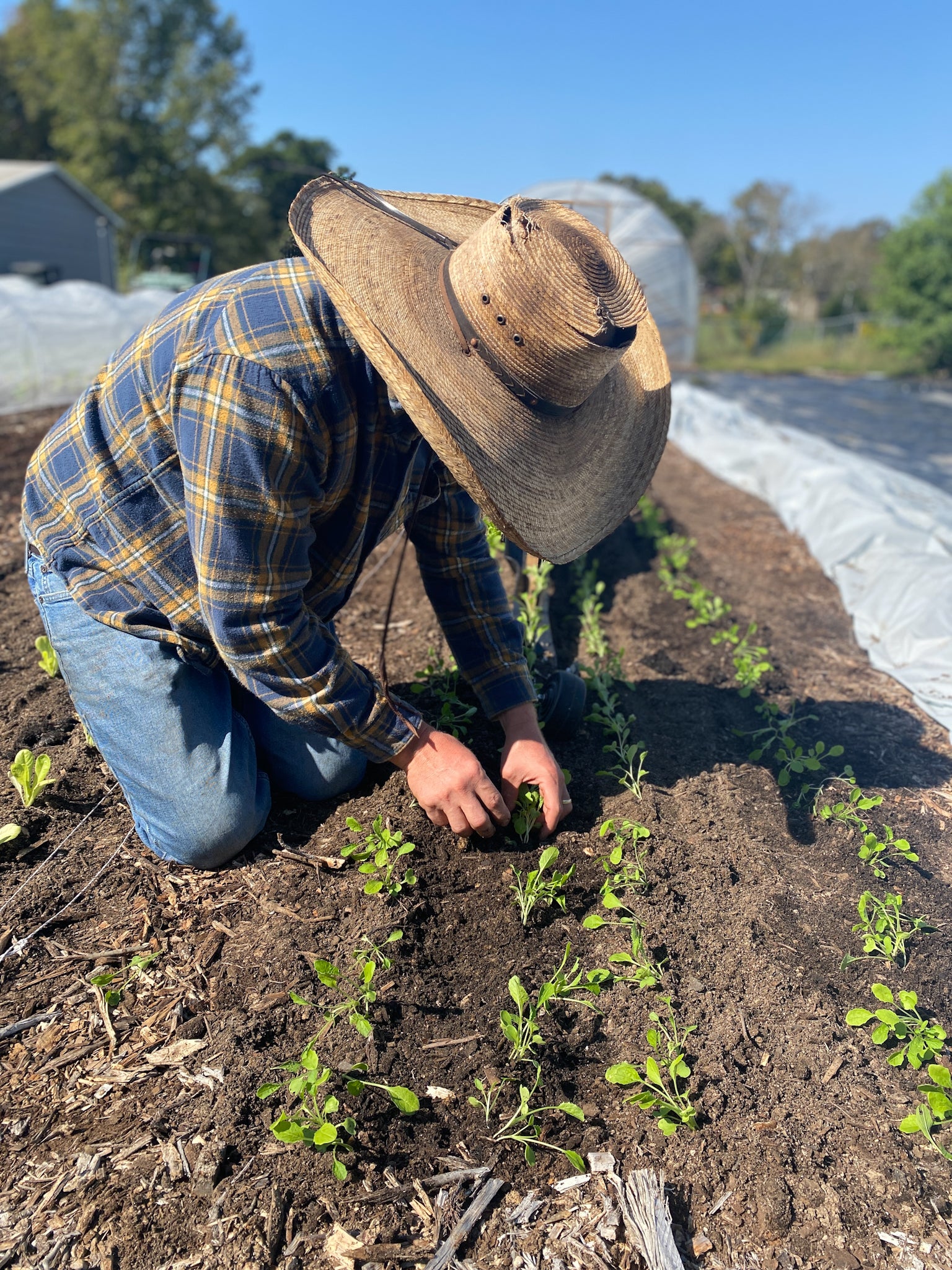 Non GMO, Organic Soil Amendments, Glyphosate-Free, No Poisons