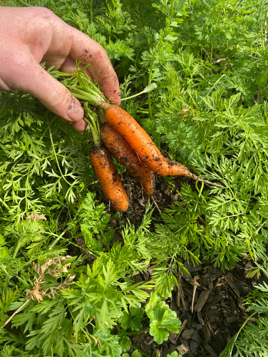 U PICK Carrots 8-10=Bunch