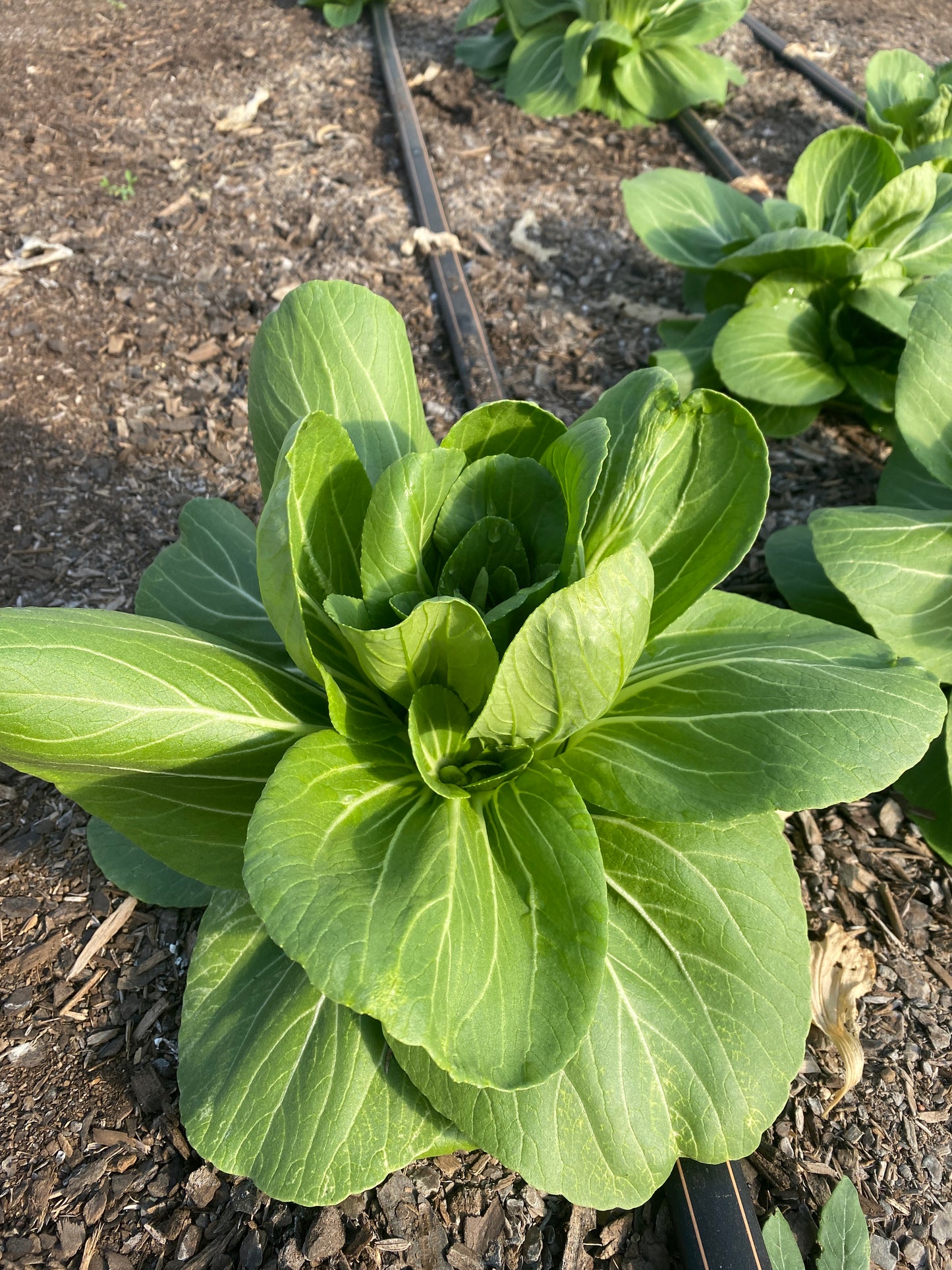 U PICK Pac Choi - 1 Head